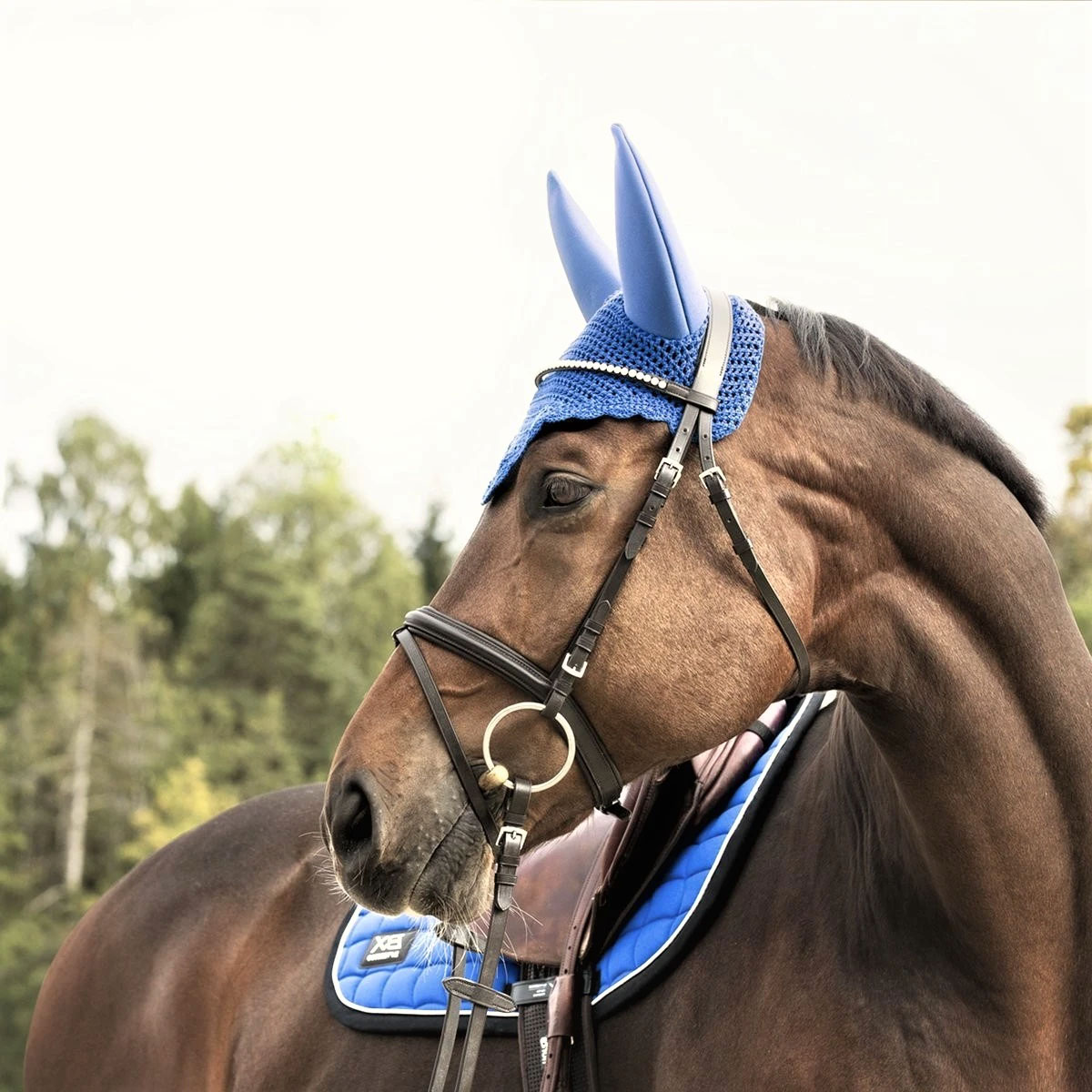Link to horse bridle category