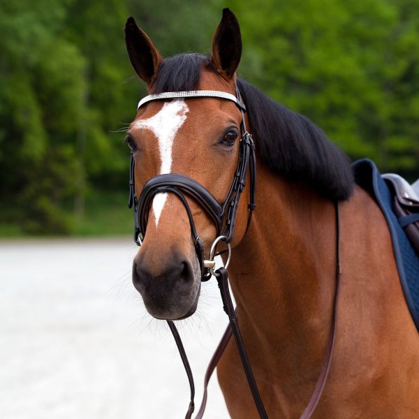Horse wearing bridle